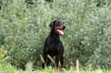 DOBERMANN 1268